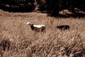 Bildgalleriets omslag Bildgalleriets omslag